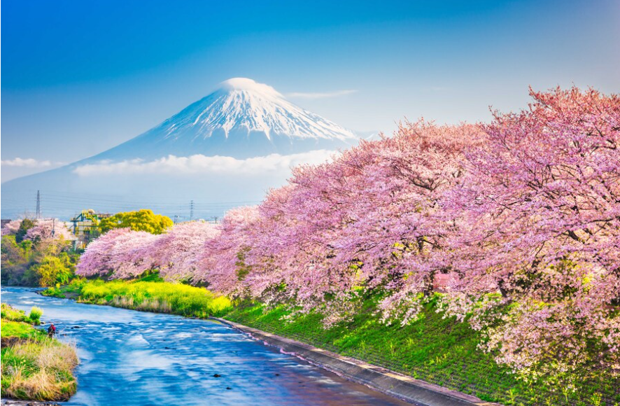Cherry Blossoms by Exotik – Escorted Tour